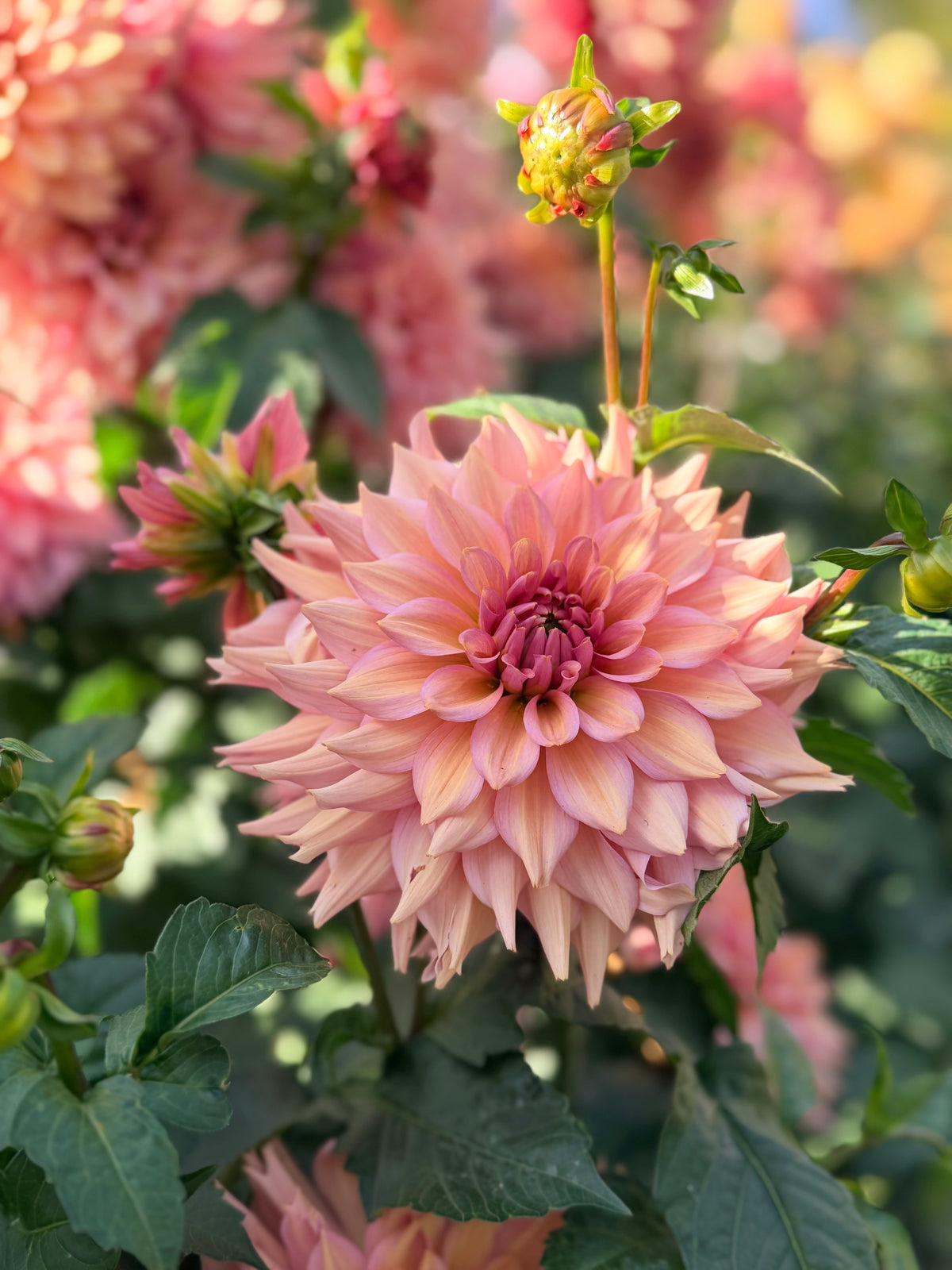 Dahlia La Belle Epoque