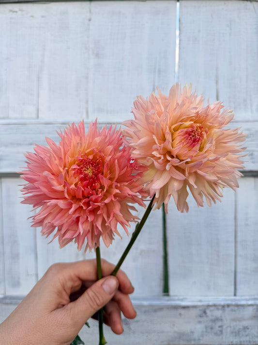 Dahlia Hapet Champagne