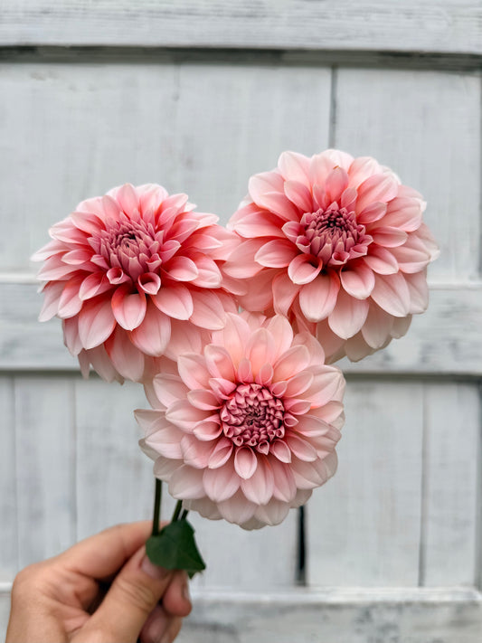 Dahlia RM Baby Girl