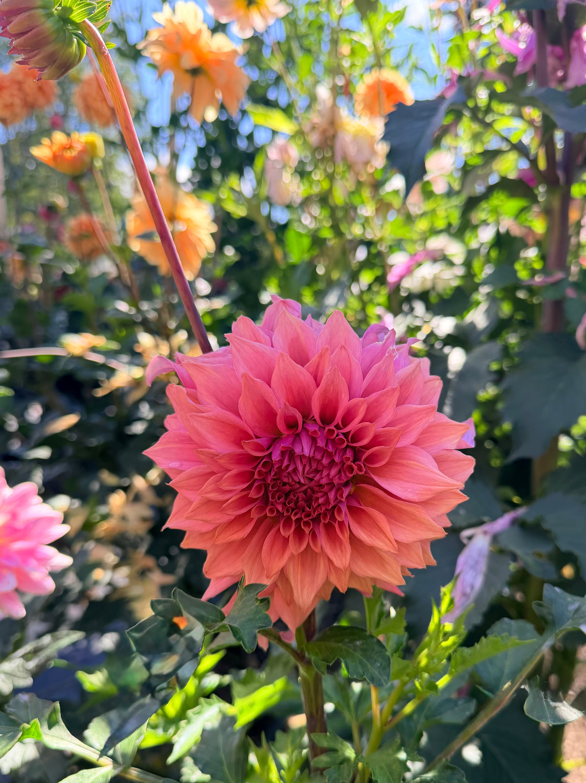 Dahlia Lee's Swiss Miss