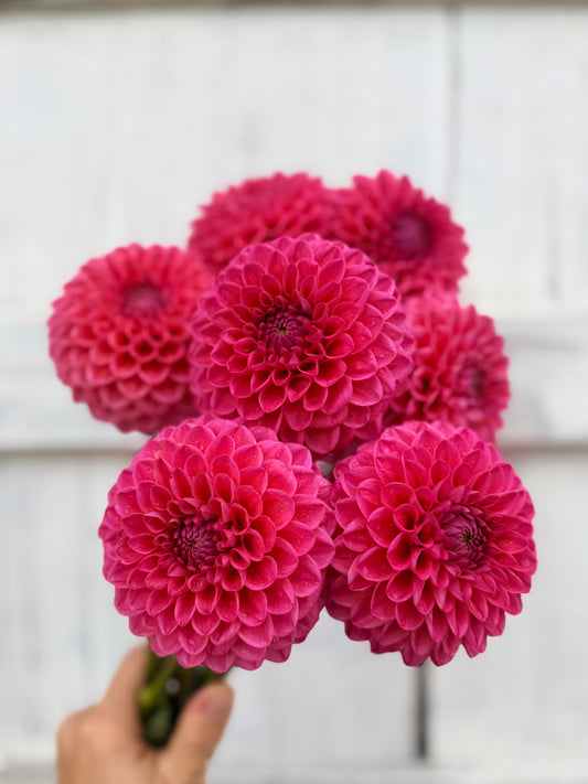 Dahlia Dikara Superb
