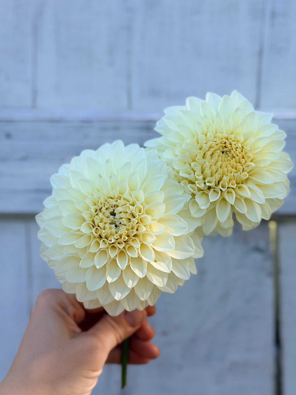 Dahlia Bloomquist Snowy