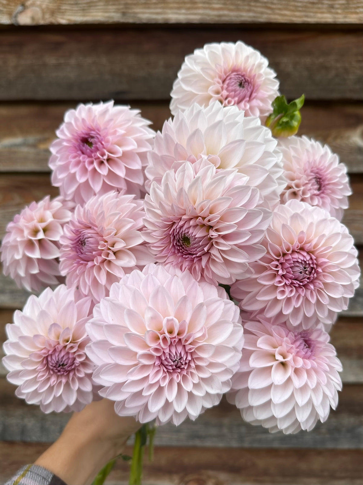 Dahlia Bloomquist Tory P *CUTTING*