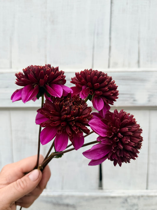 Dahlia Auborgine