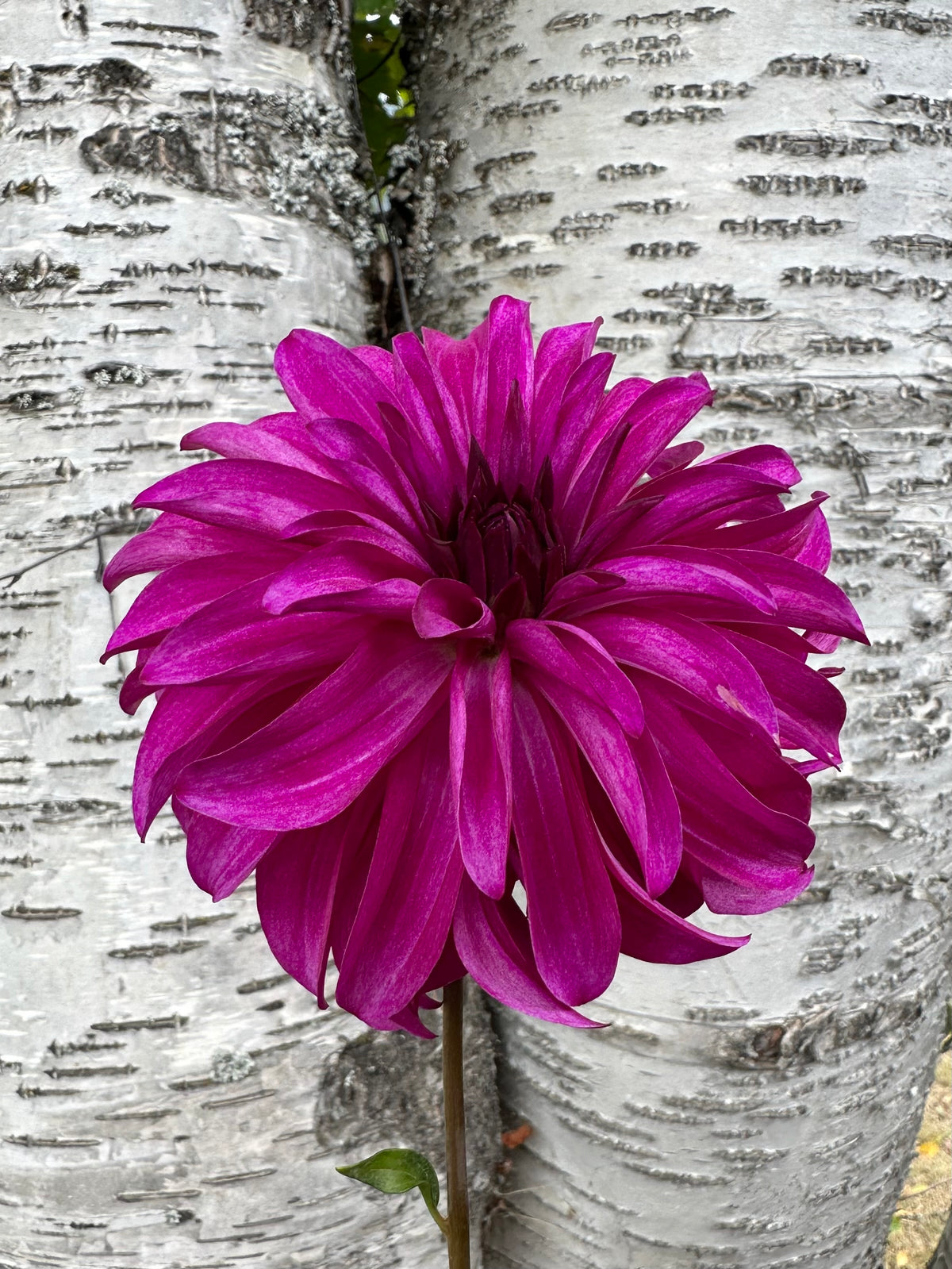 Dahlia Seabeck's Hilda *CUTTING ONLY*