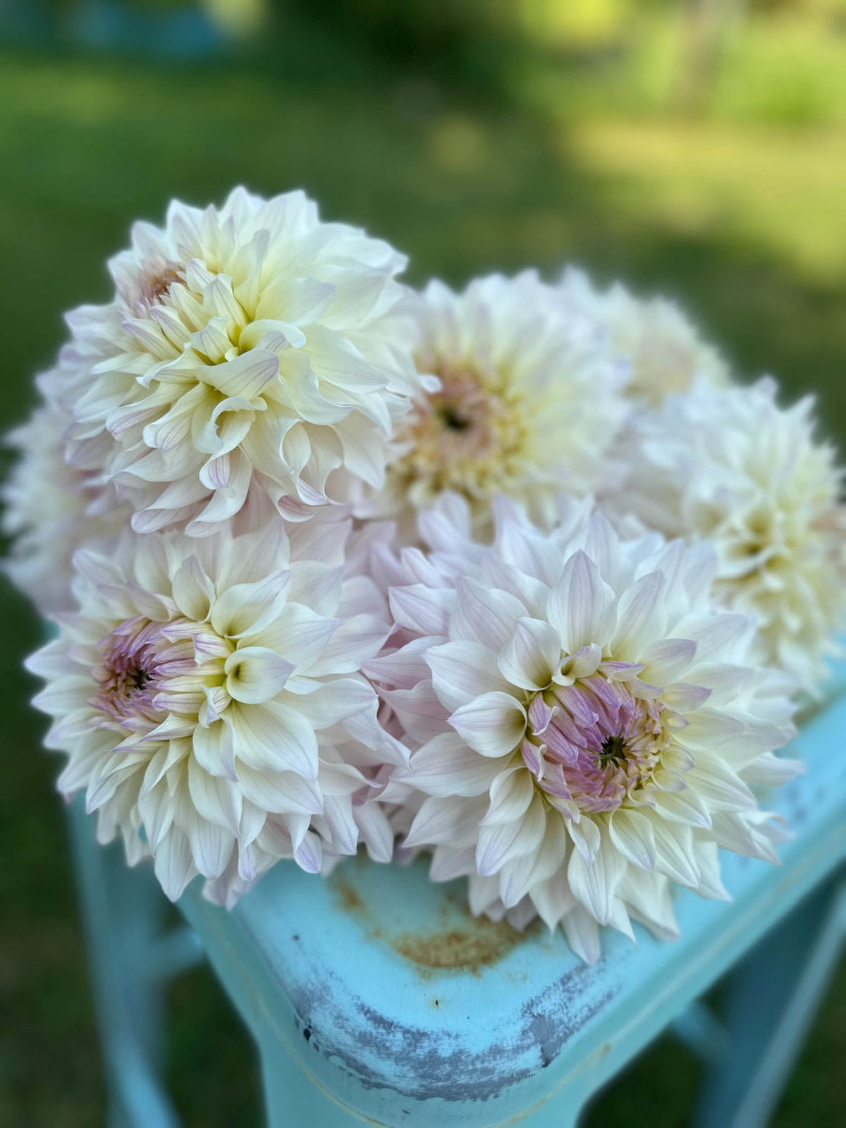 Dahlia Bloomquist Compare