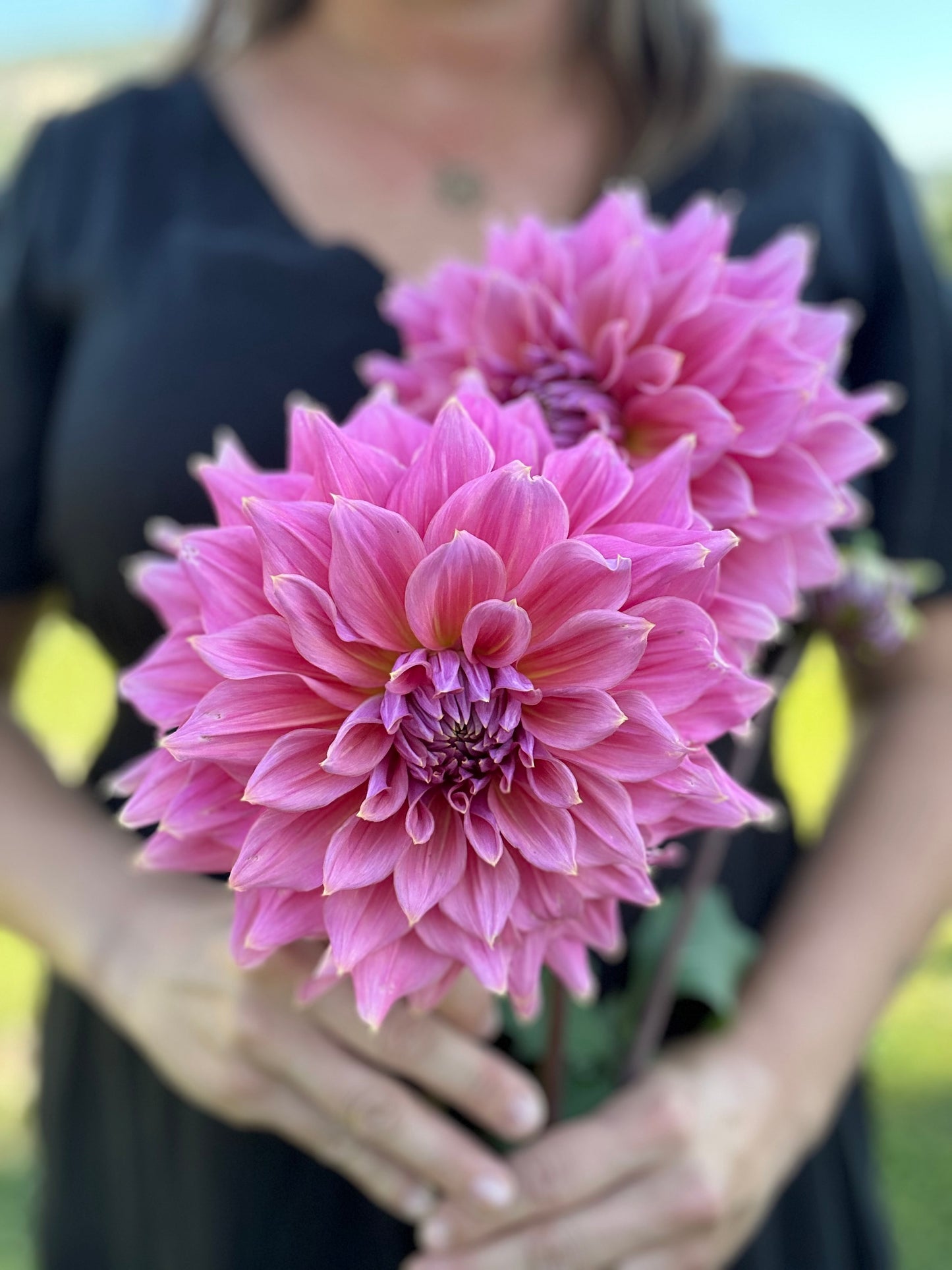 Dahlia Formby Monarch *CUTTING ONLY*