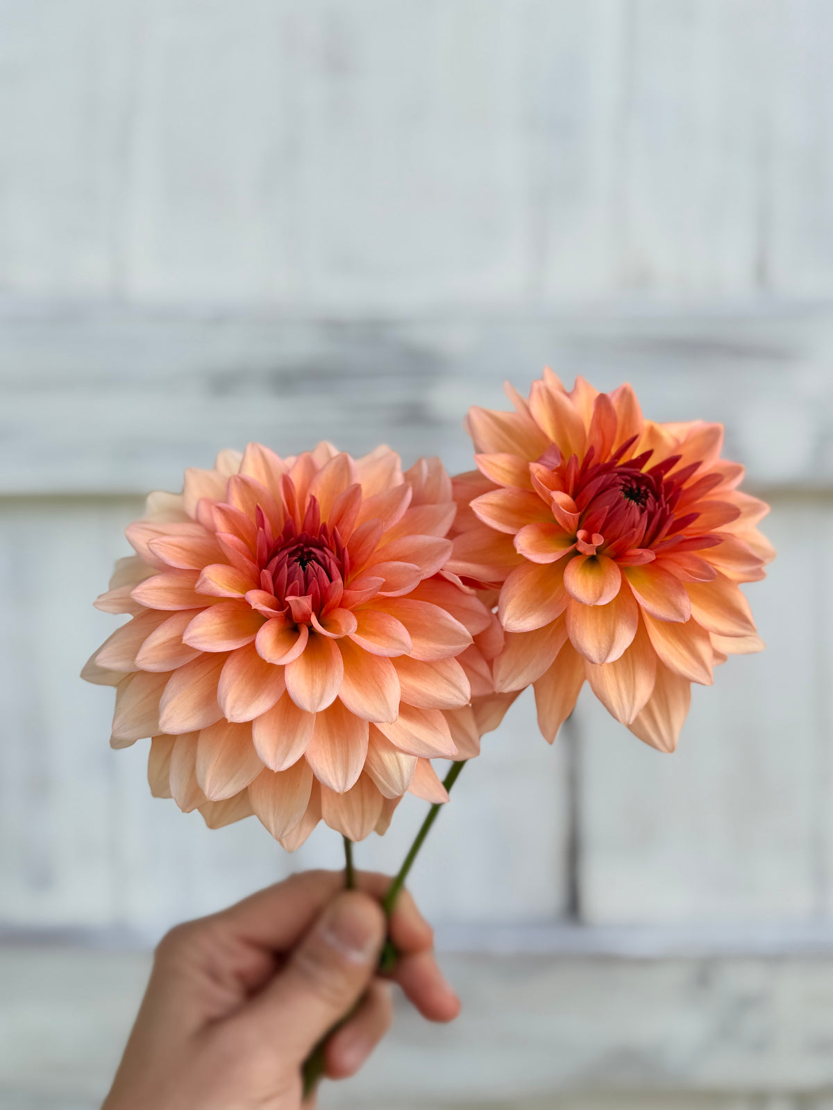 Dahlia Echo Jose