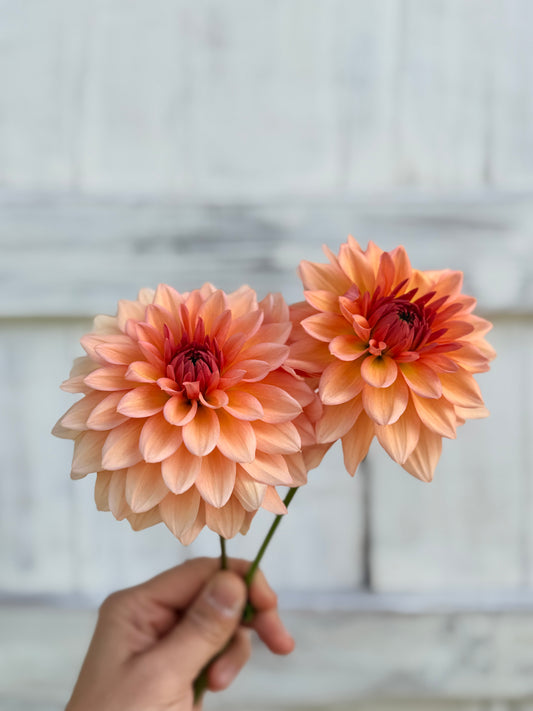 Dahlia Echo Jose