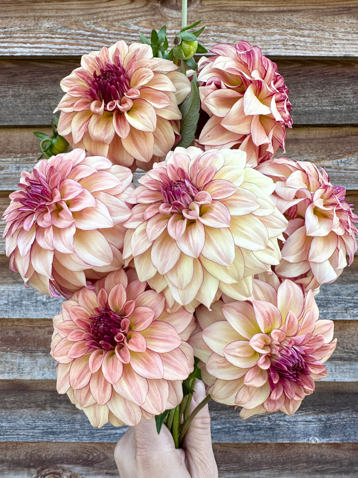 Dahlia SC Mocha Katie *CUTTING ONLY*
