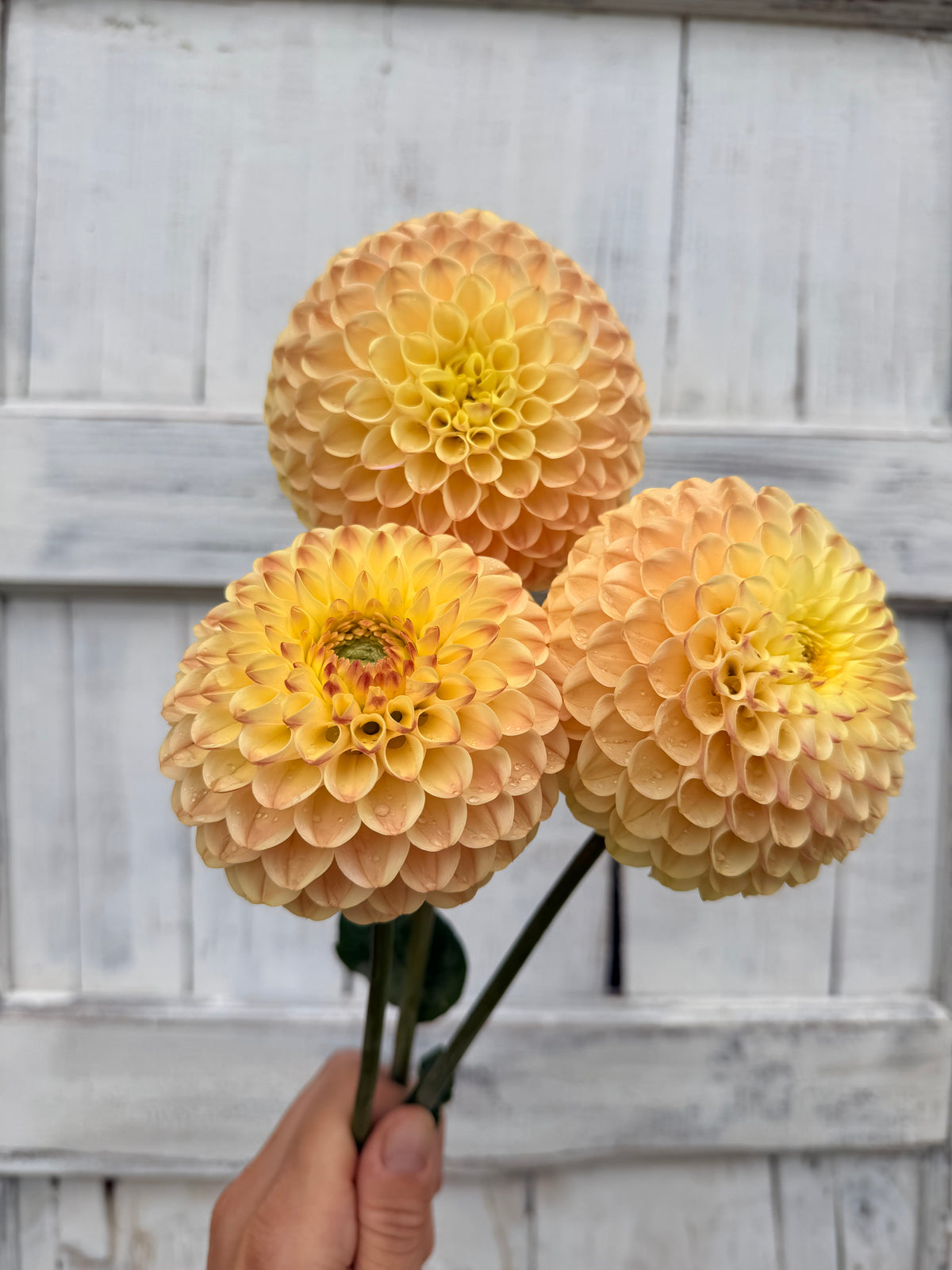 Dahlia Van Isle Mary