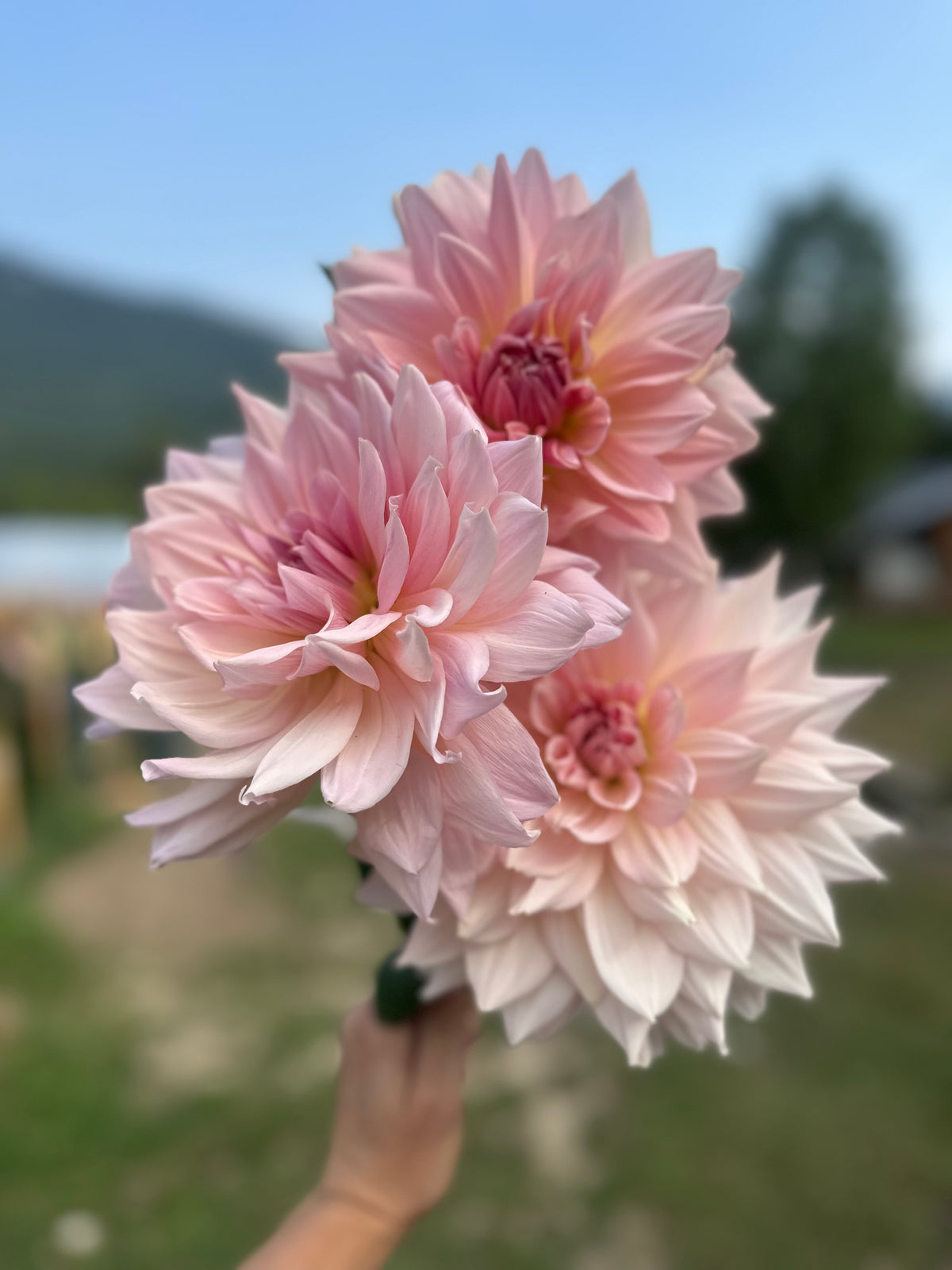 Dahlia Fairway Pilot