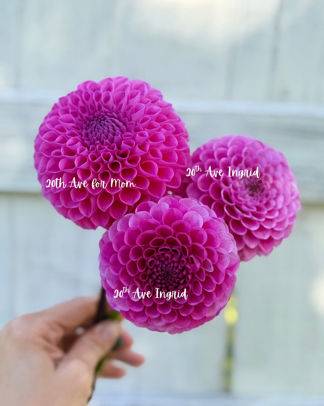 Dahlia 20th Ave for Mom