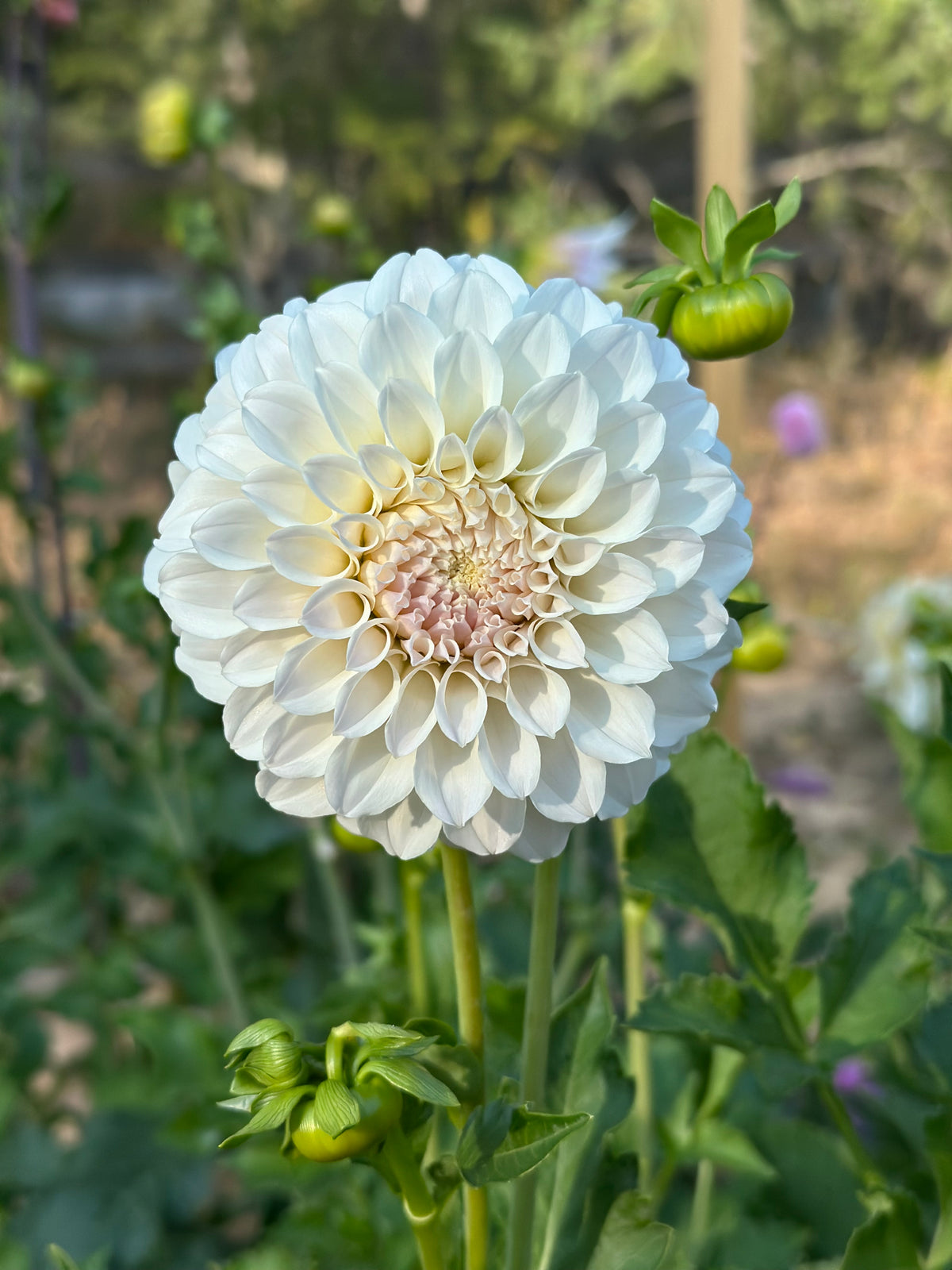 Dahlia Irish Ruffles *CUTTING ONLY*