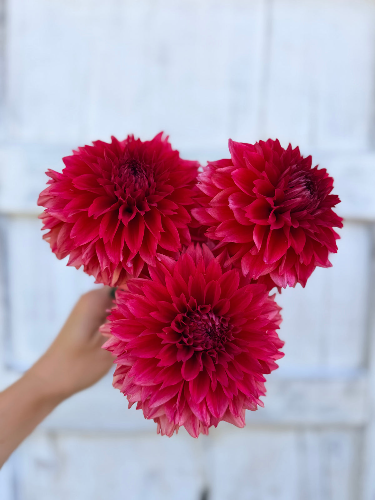 Dahlia Lee's Elmo