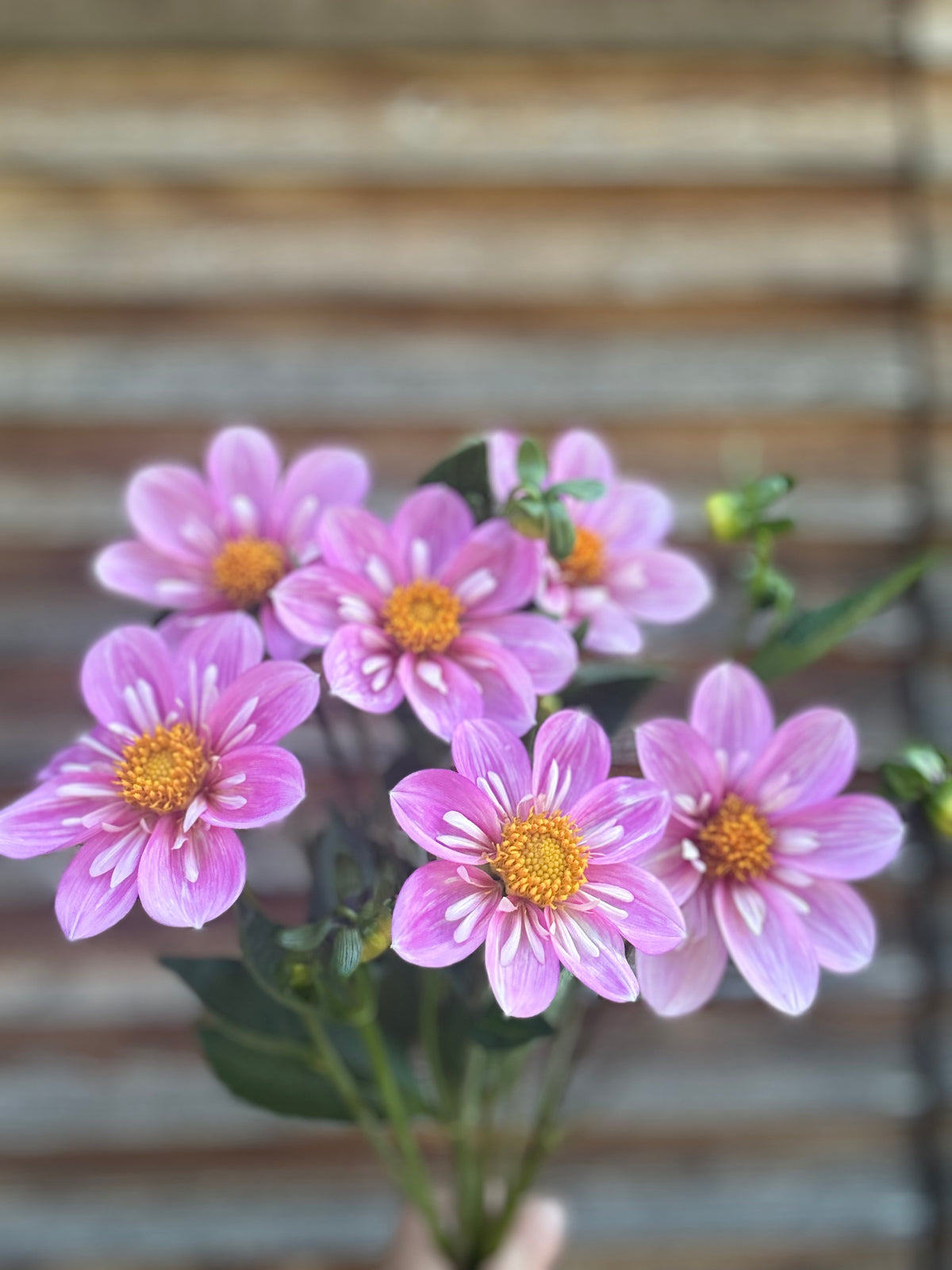 Dahlia Bloomquist KellyAnn F