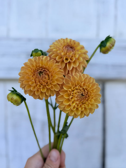 Dahlia Van Isle Erika