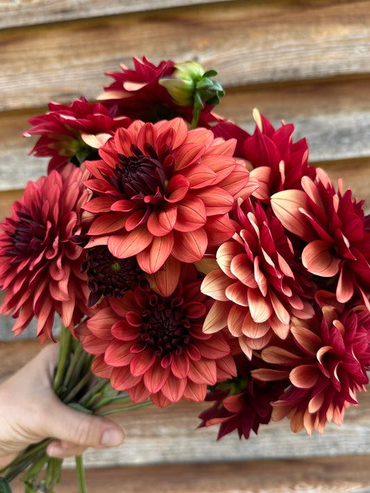 Dahlia Missis Miley