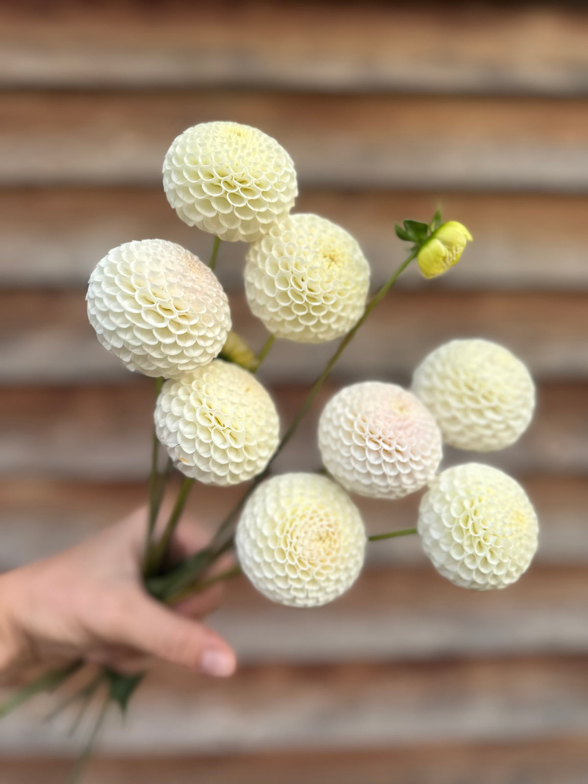 Dahlia Small World
