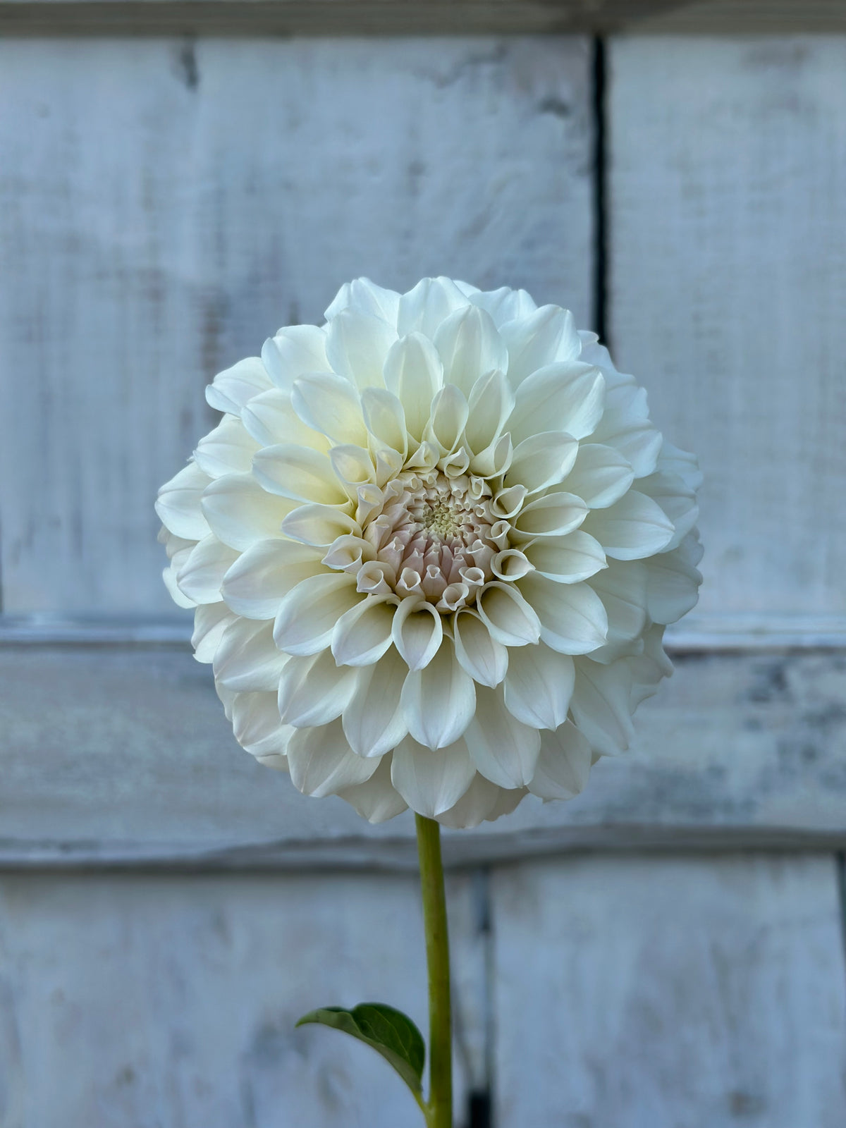 Dahlia Irish Ruffles *CUTTING ONLY*