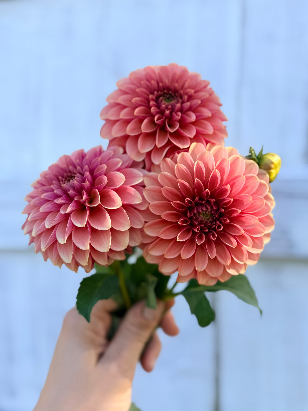 Dahlia Levi's Blood Moon