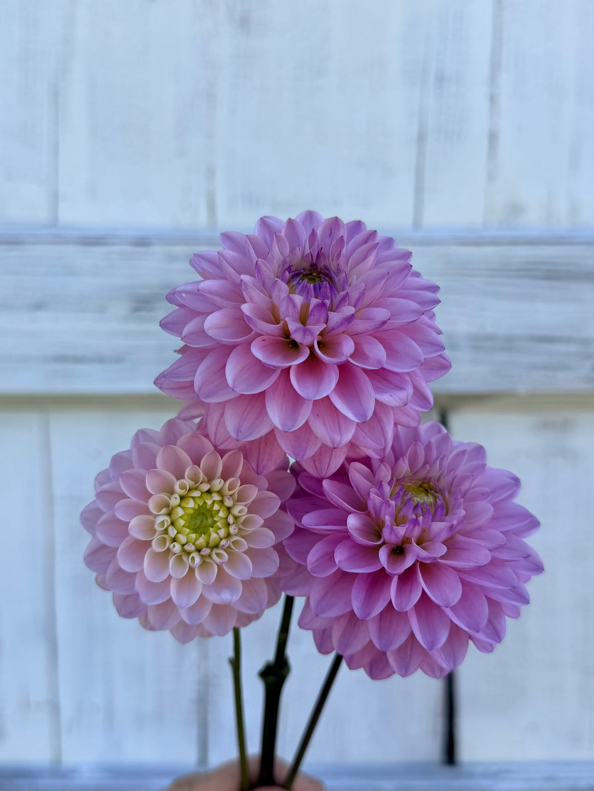 Dahlia RM Karoline