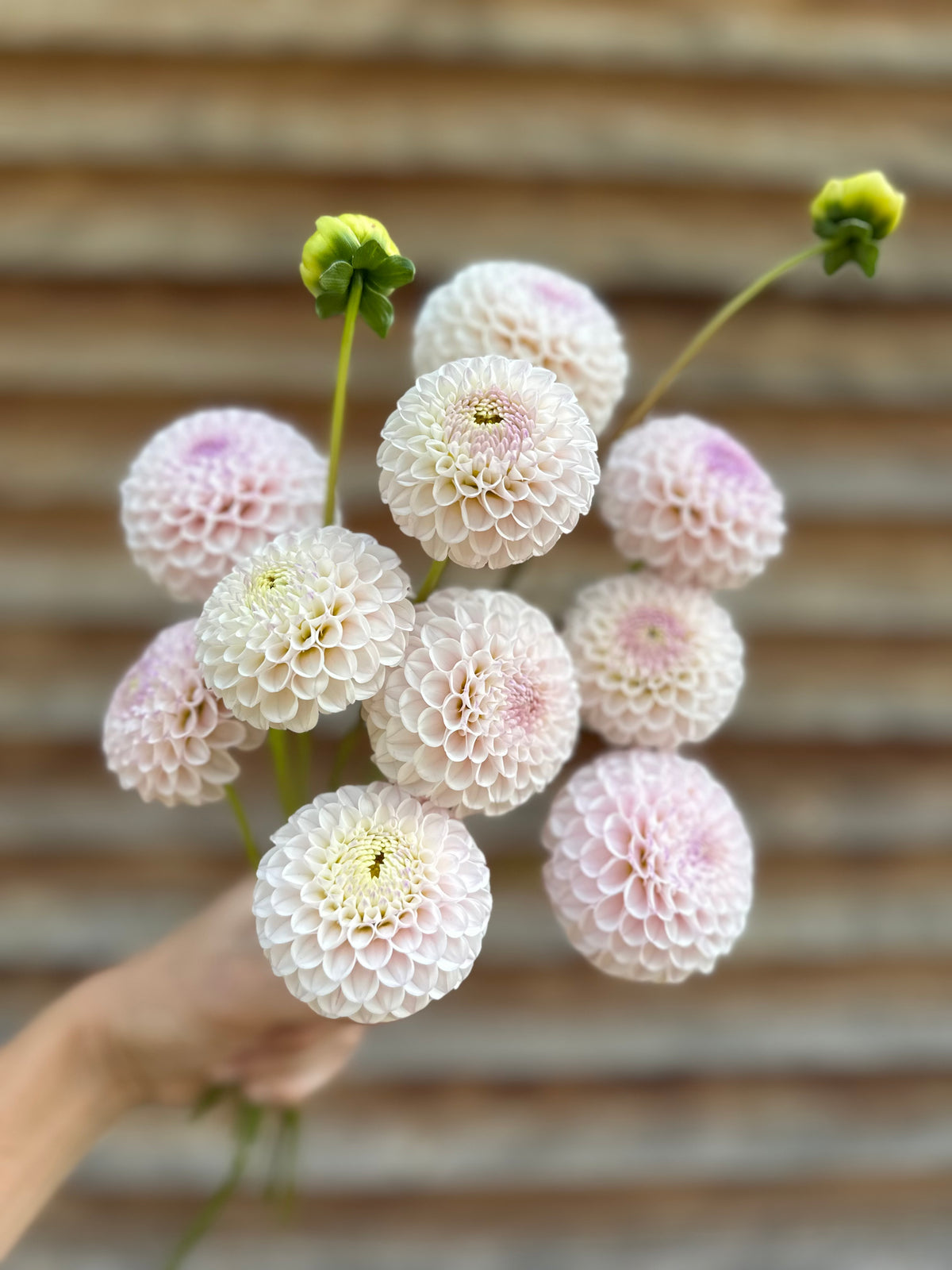 Dahlia Skeena Posh