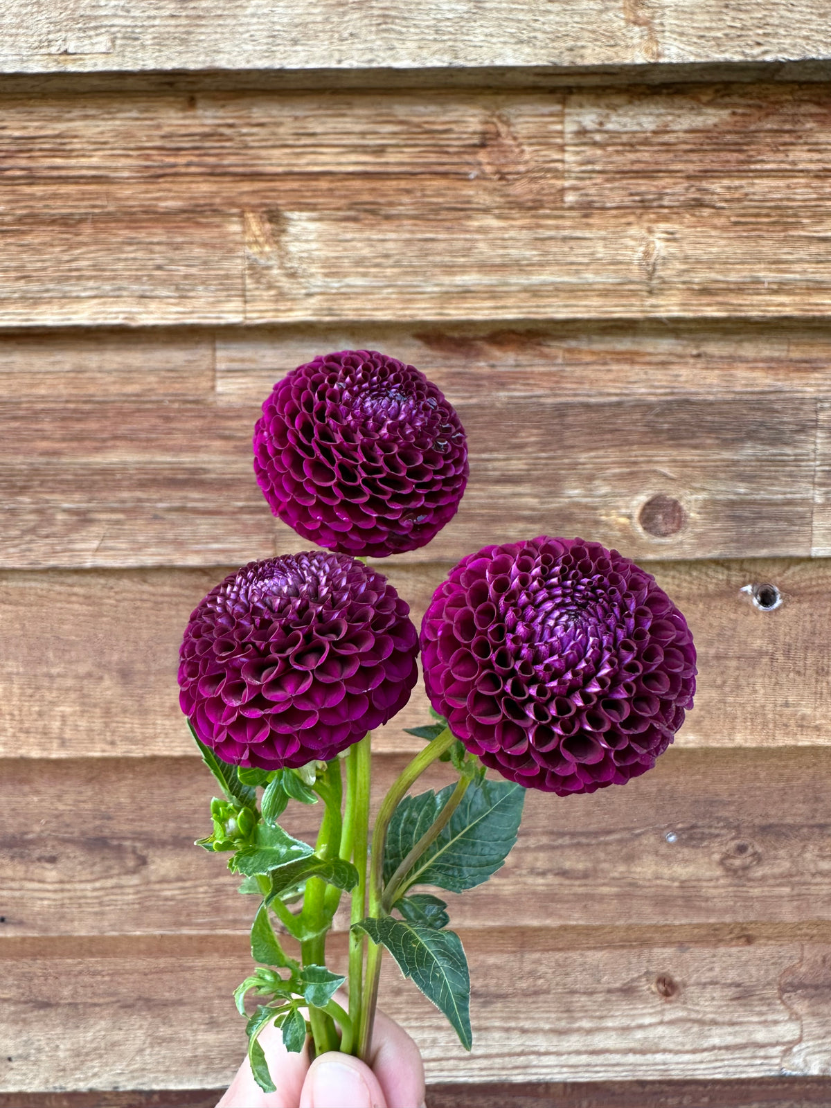 Dahlia Moor Place