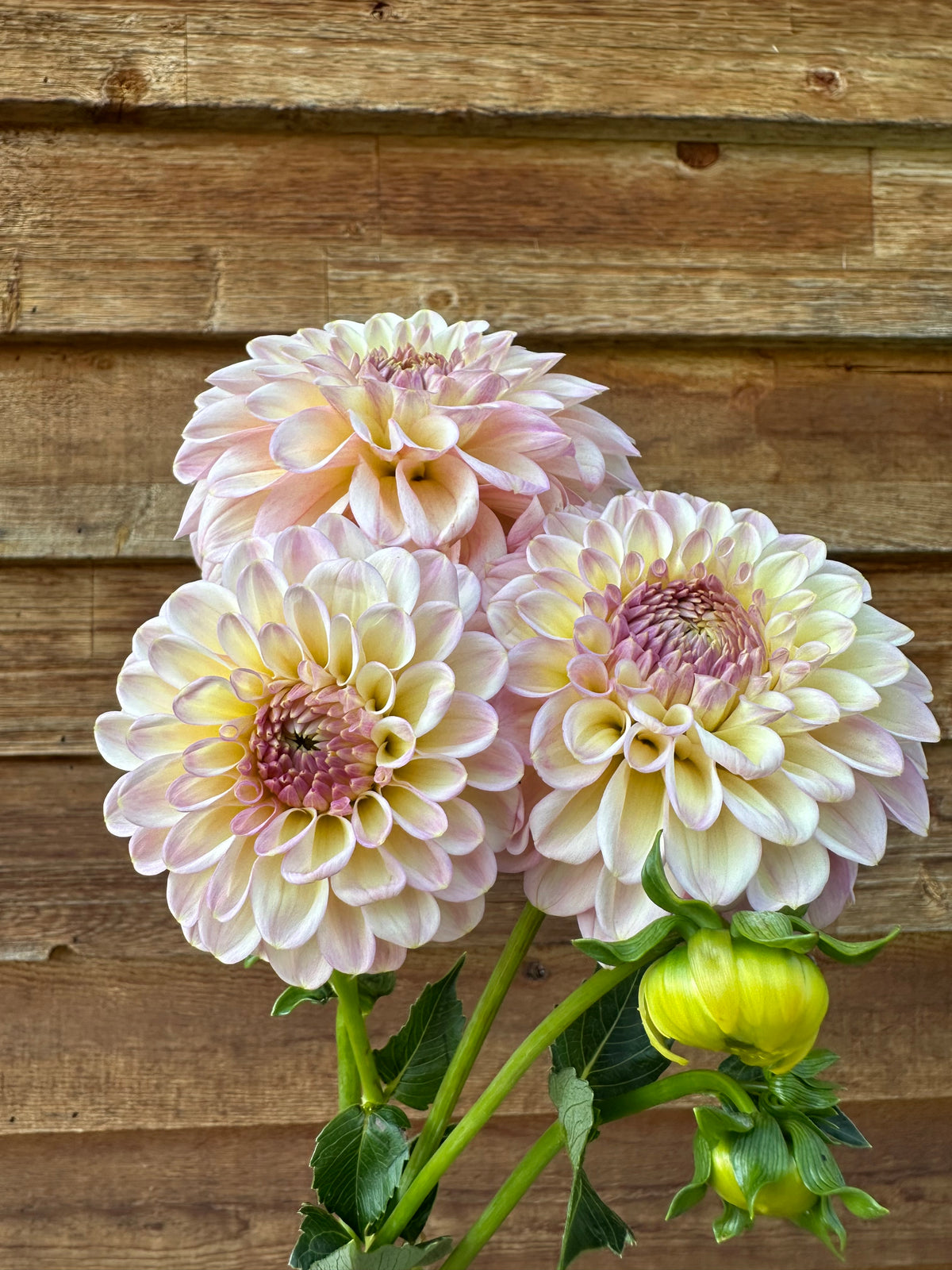 Dahlia Arnside Rose