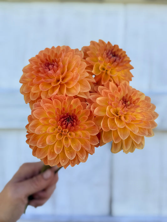 Dahlia Orange Breeze
