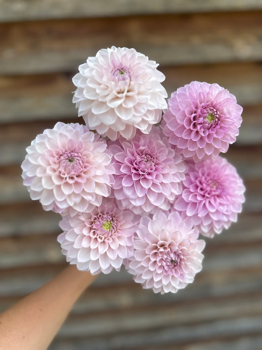 Dahlia Skeena Glitter