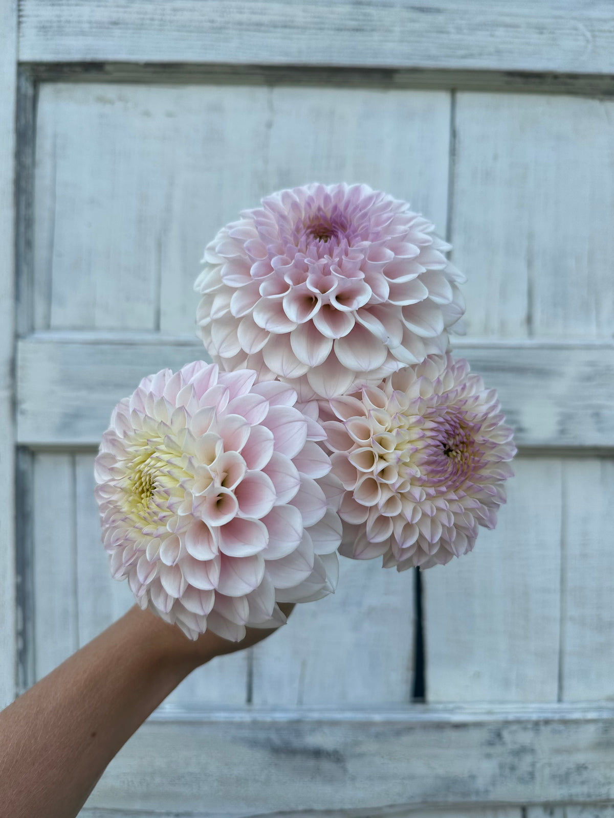 Dahlia Pink Pearl