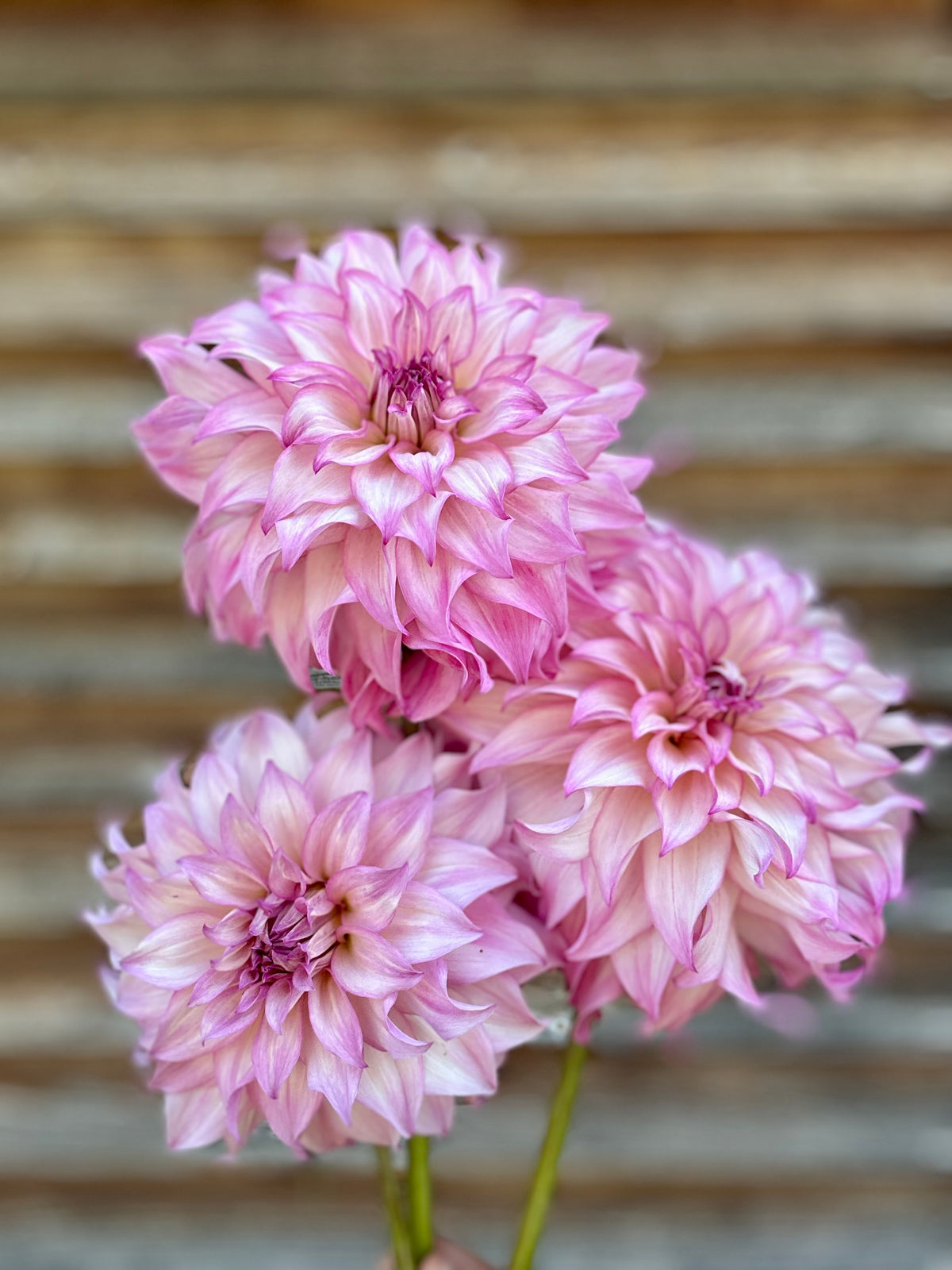Dahlia Colorado Classic