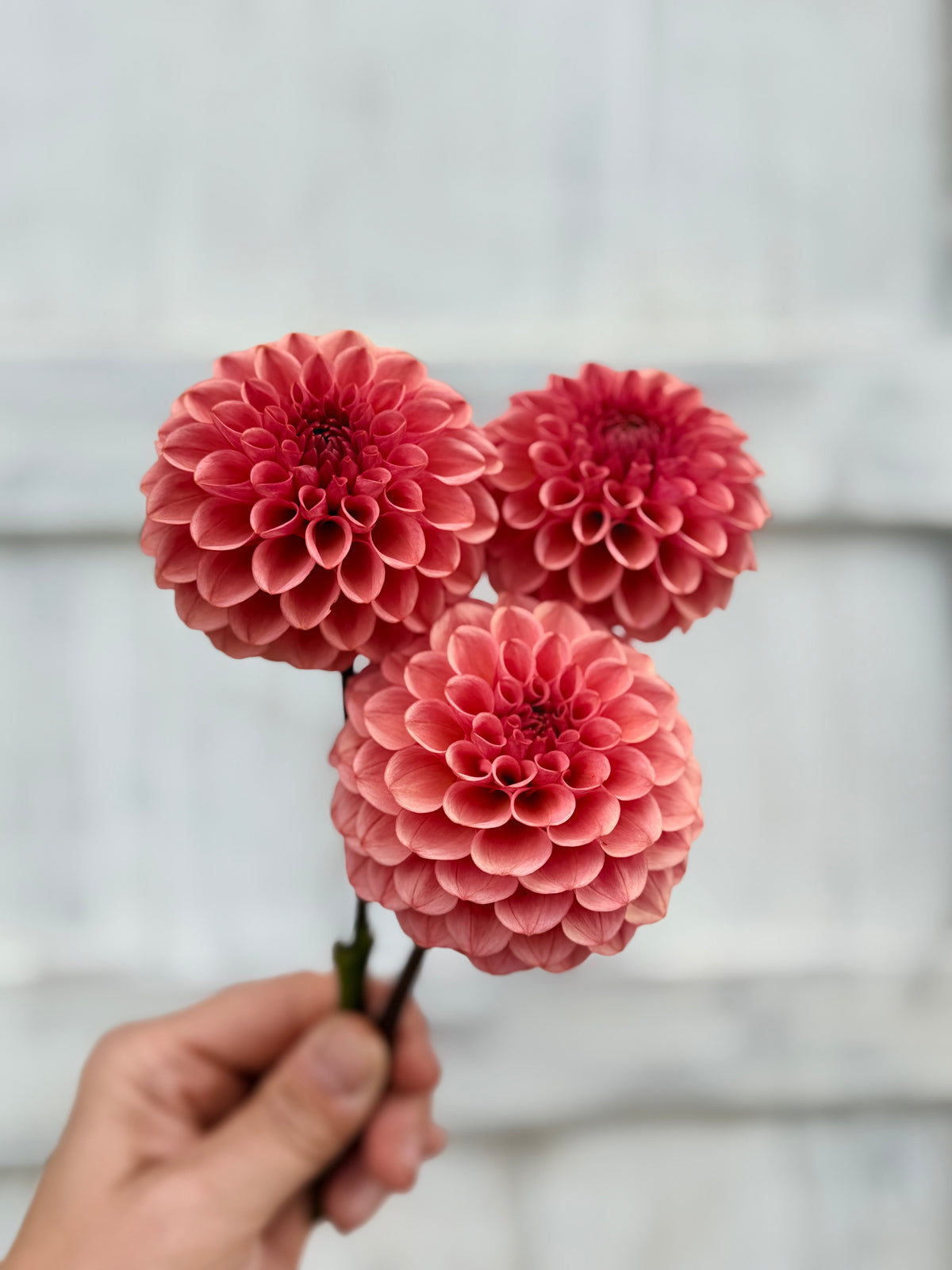 Dahlia Levi's Tomato