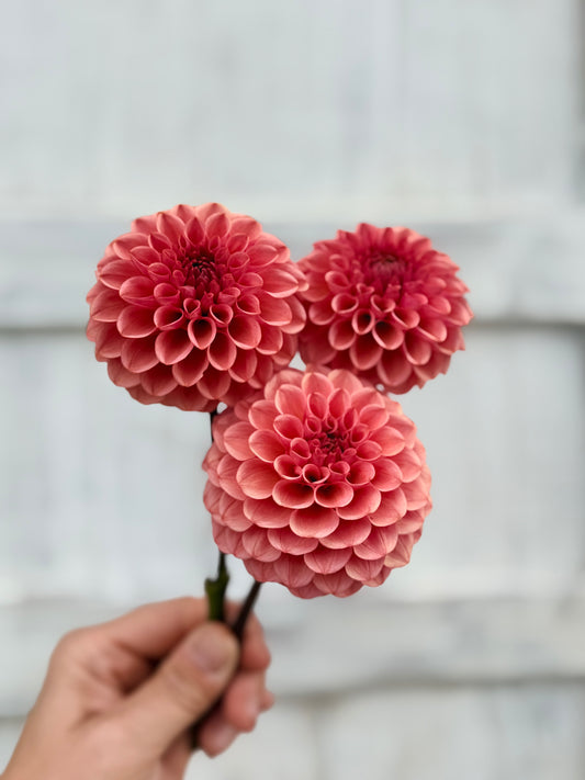 Dahlia Levi's Tomato