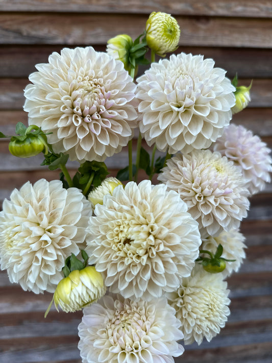 Dahlia Tahoma Kelli