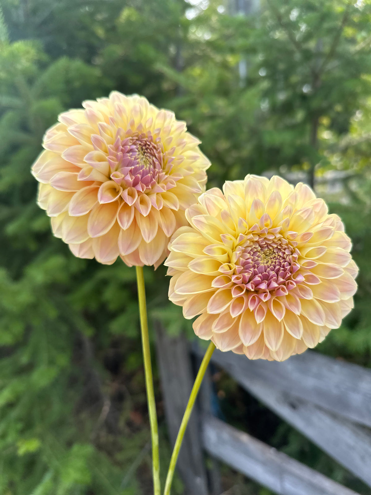 Dahlia Coorabell Moonglow