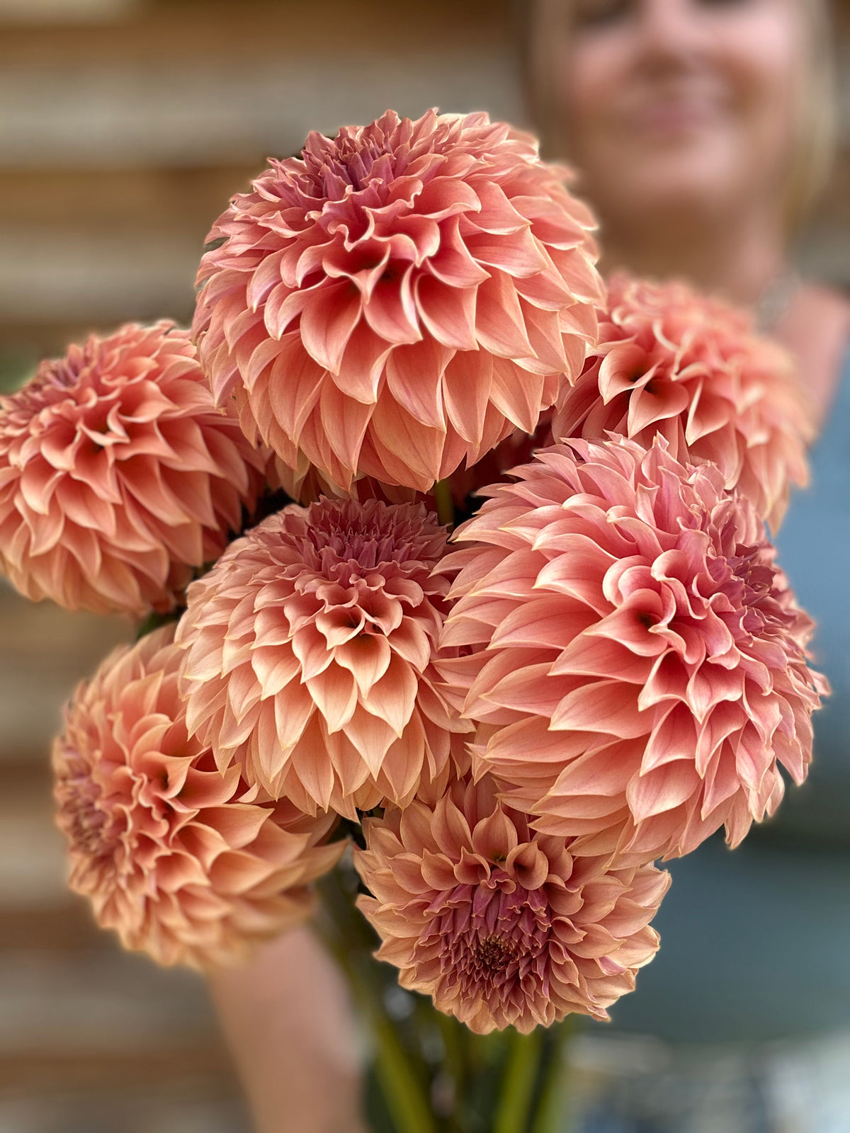 Dahlia SC Coral Sea