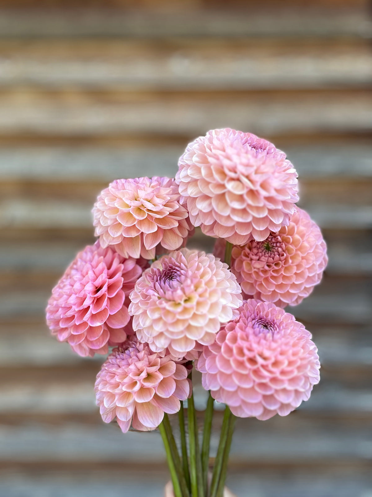 Dahlia Hamari Rose