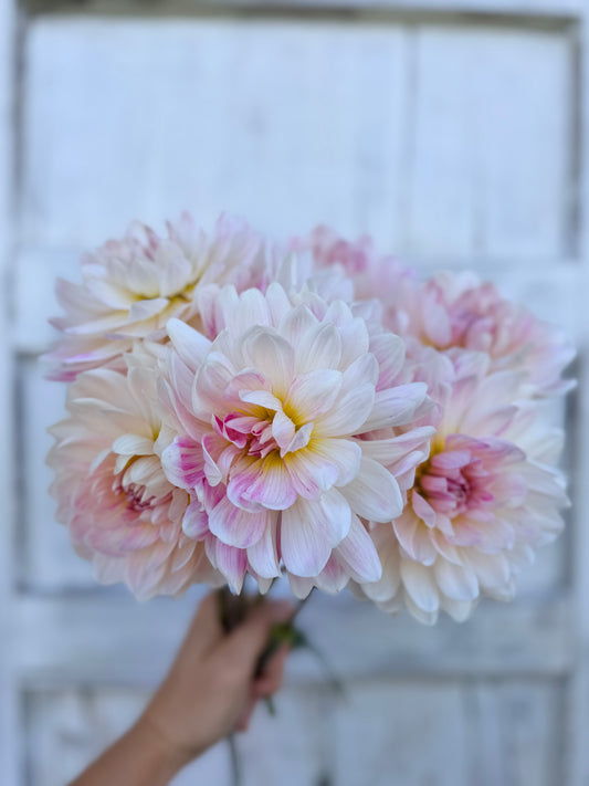 Dahlia Kelgai Ann