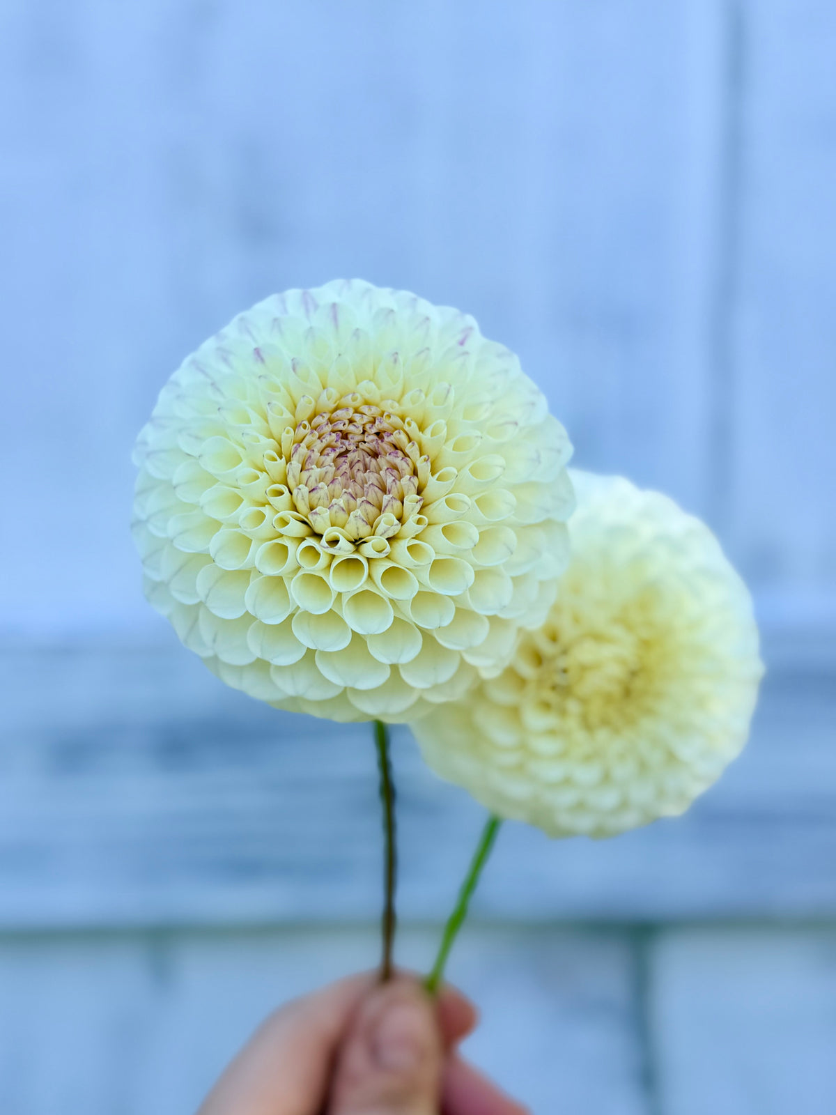 Dahlia 20th Ave Tradition