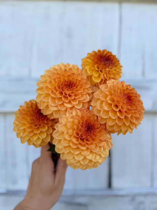Dahlia Ash LouLou