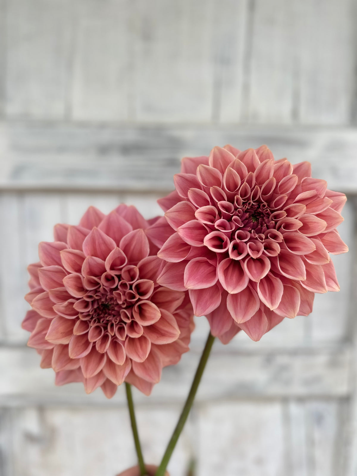 Dahlia Formby Duke *CUTTING ONLY*