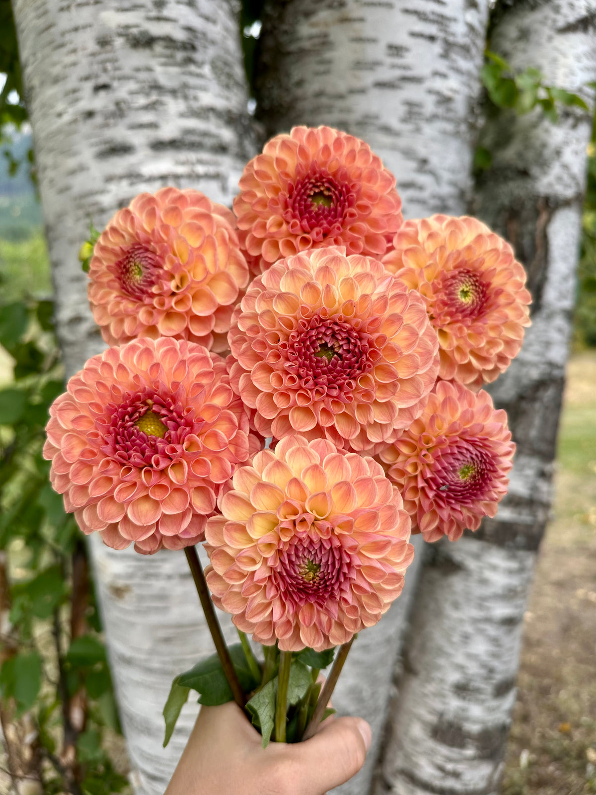 Dahlia Clearview Peachy