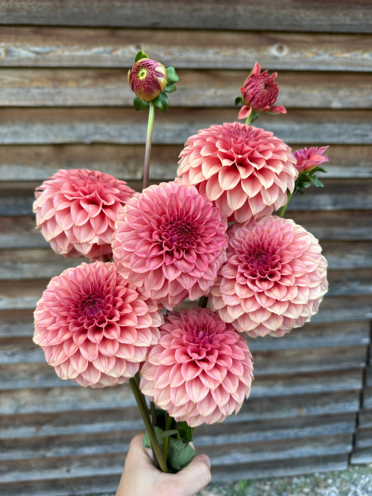 Dahlia SC Keltie Rose