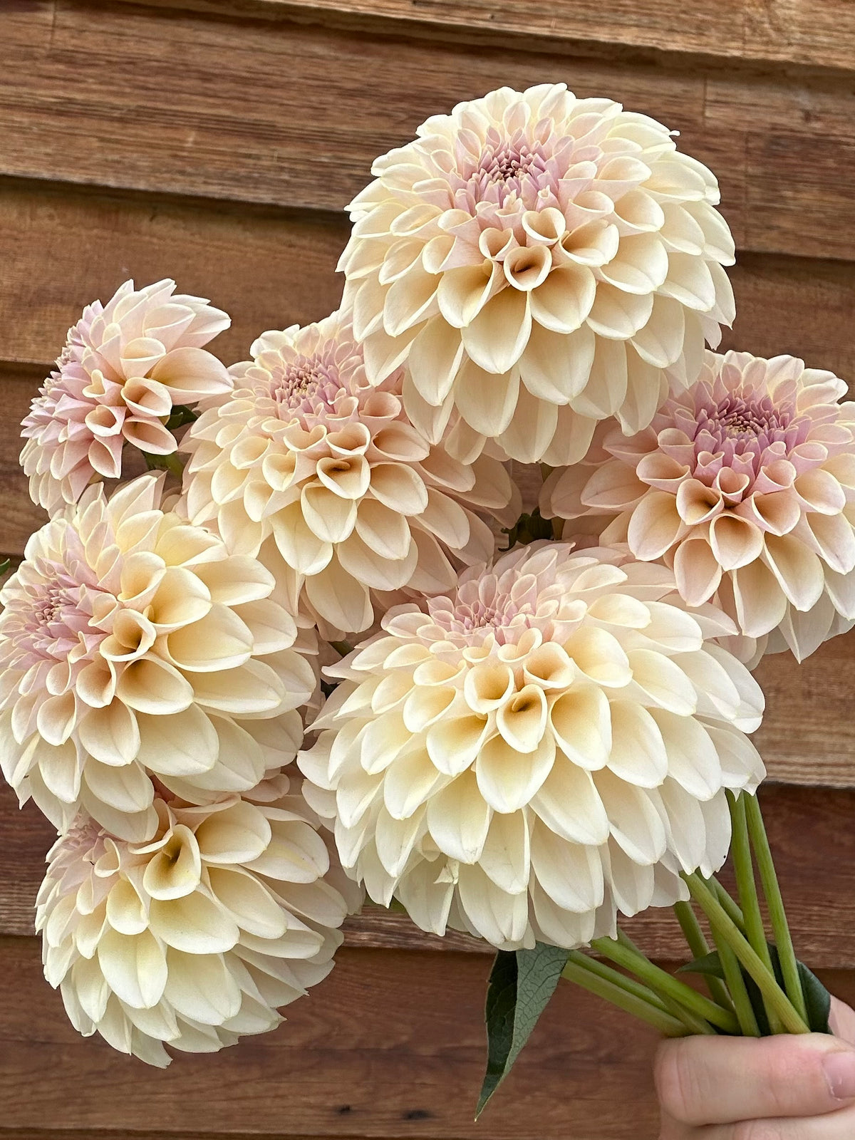 Dahlia SC Cinder Rose *CUTTING ONLY*
