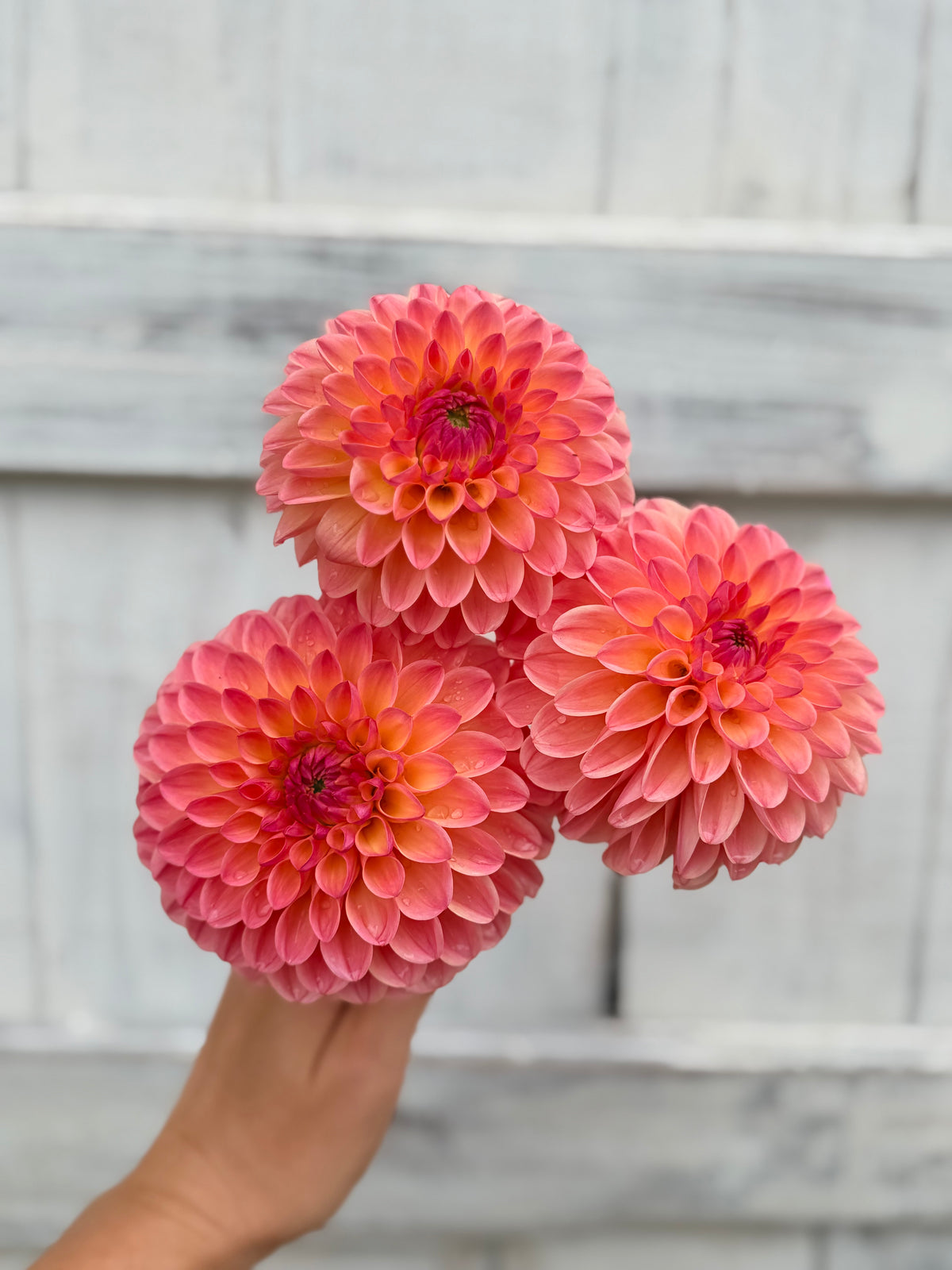 Dahlia Hapet Salmon