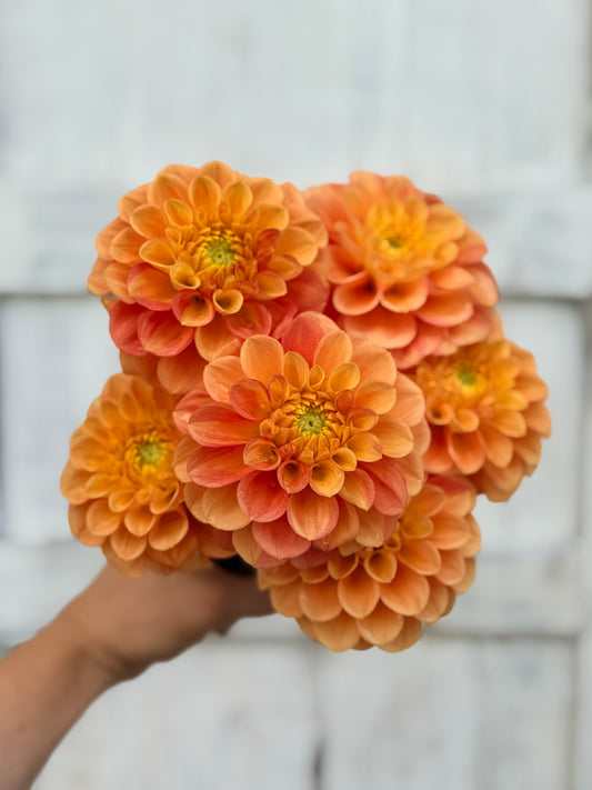 Dahlia Ferncliff Honeycomb