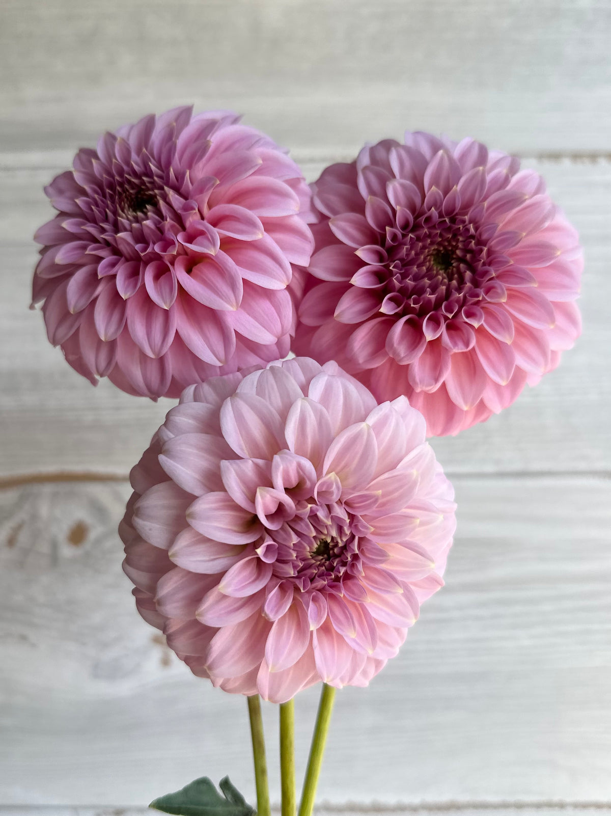 Dahlia Araluen Leatrice