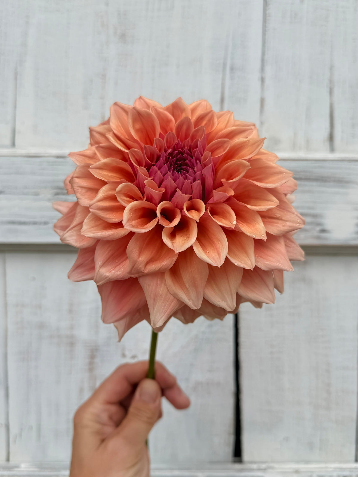 Dahlia West Coast